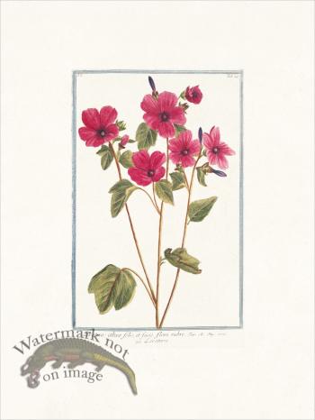 Bonelli 049 Tree Mallow